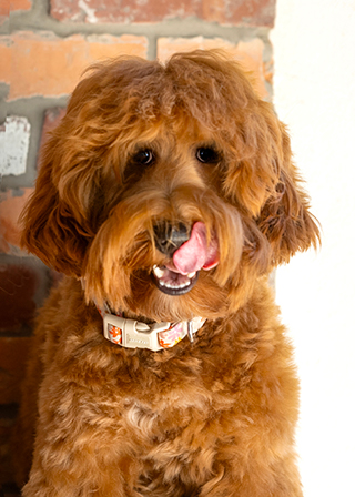 B-Adoption_Process_page_1