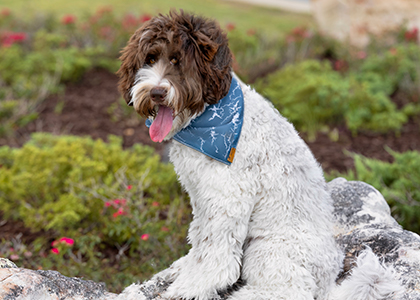 C-Adoption_Process_page_1