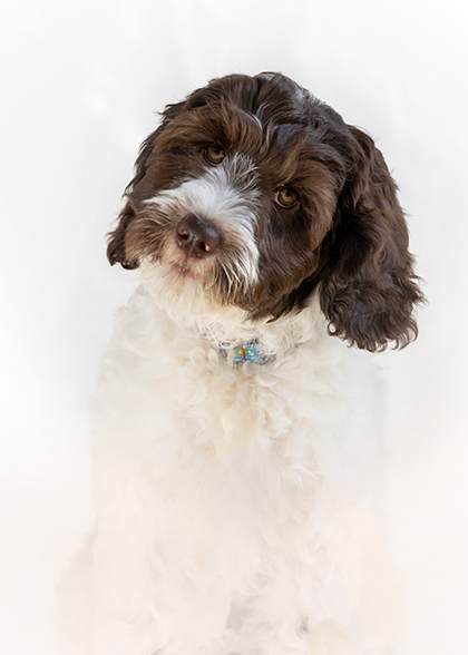 C-Adoption_Process_page_2