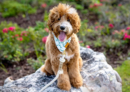 M-Adoption_Process_page_1