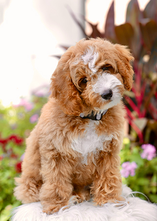 M-Adoption_Process_page_2