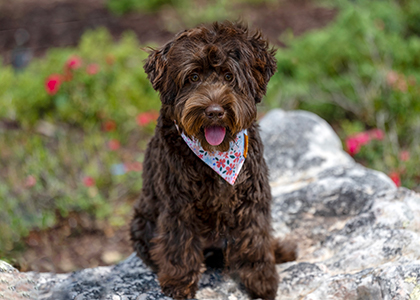 R-Adoption Process page_1