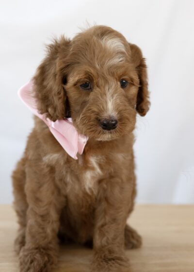 SMP_0734 copy