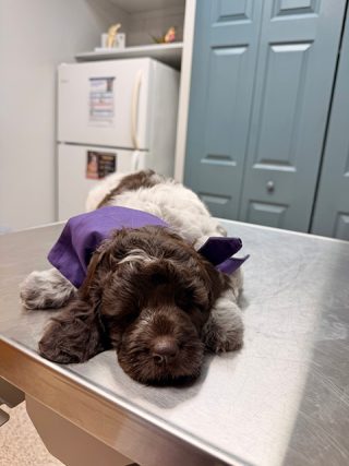puppy_purple