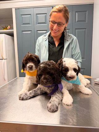 vet_3puppies-new